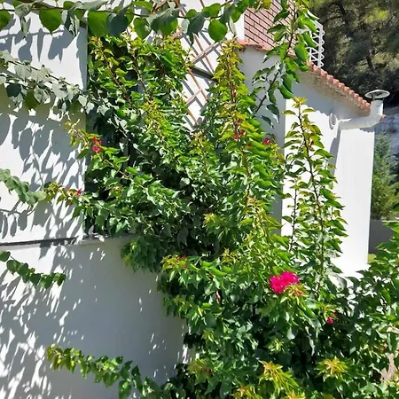 Aetofolia * Φούρκα