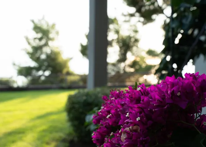 Aetofolia